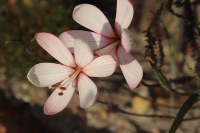 Geissorhiza schinzii, photographed by Tony Rebelo