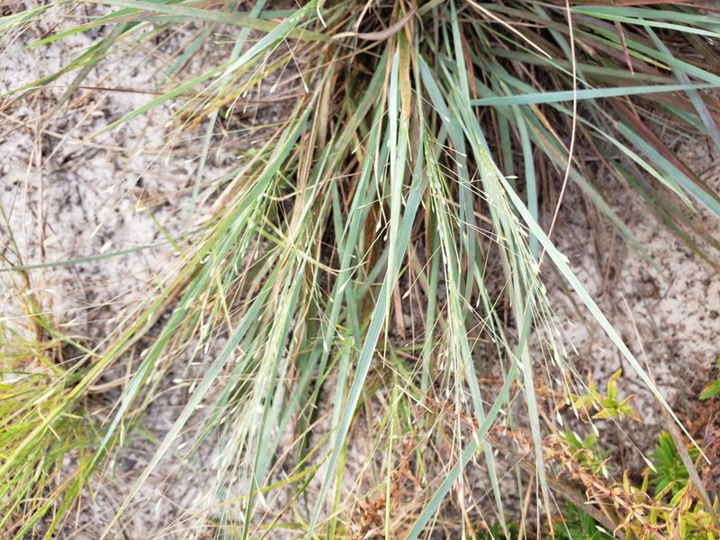 Eragrostis elliottii, photographed by Arturo Santos