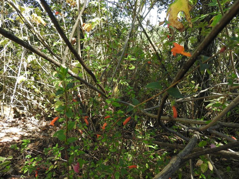 Clinopodium macrostemum, photographed by Oscar Alejandro Morales Juárez
