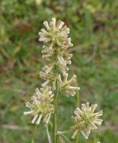 Pterocaulon alopecuroides, photographed by Helio Lourencini