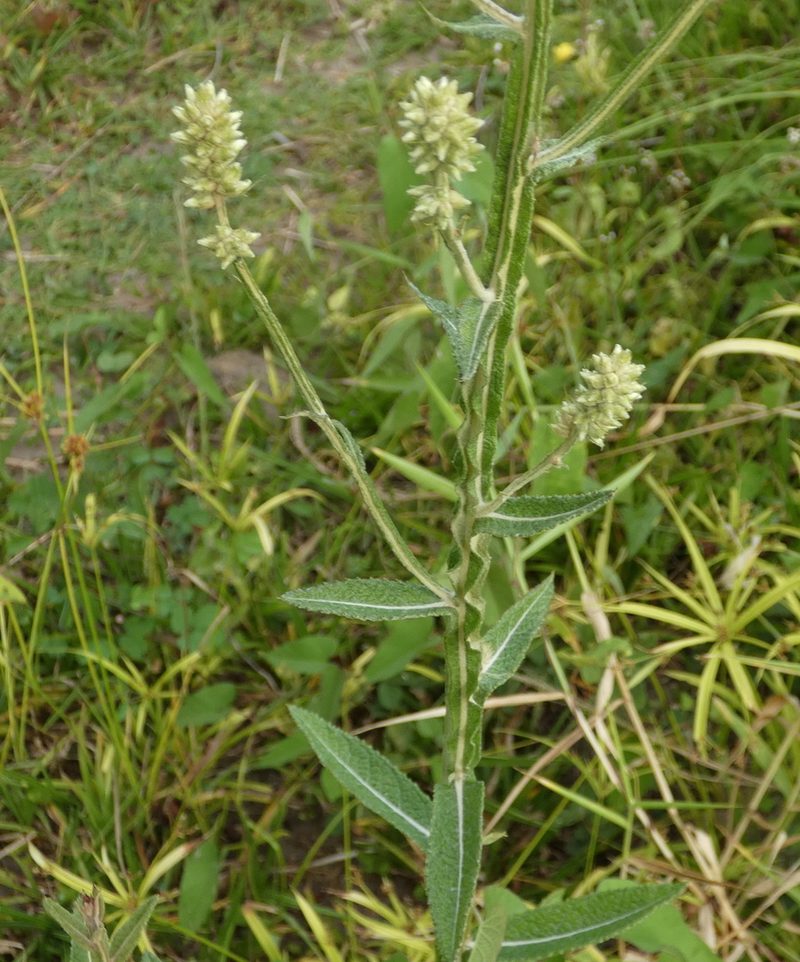 Pterocaulon alopecuroides, photographed by Helio Lourencini