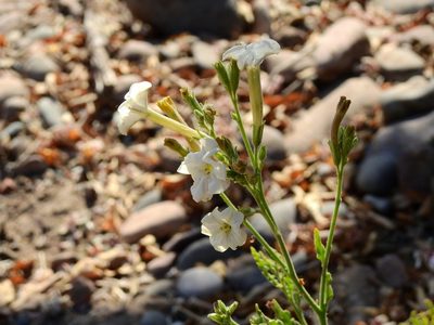 Nicotiana noctiflora, photographed by Guillermo Debandi