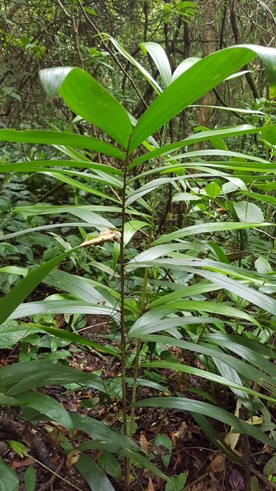 Bactris mexicana, photographed by Martín Sánchez Vilchis