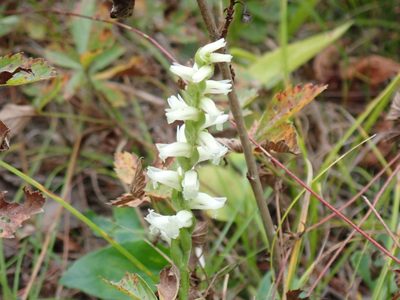 Spiranthes ochroleuca, photographed by Lynn Harper