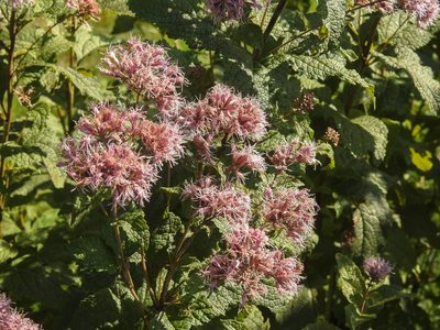 Eutrochium dubium, photographed by Erik Schiff