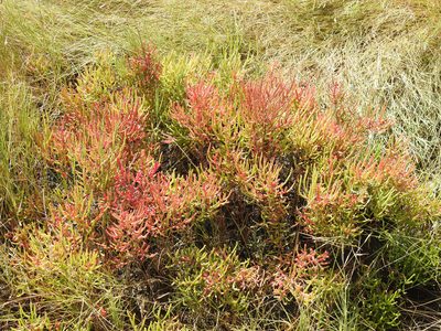 Salicornia depressa, photographed by Erik Schiff