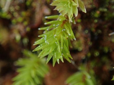 Oligotrichum aligerum, photographed by Randal