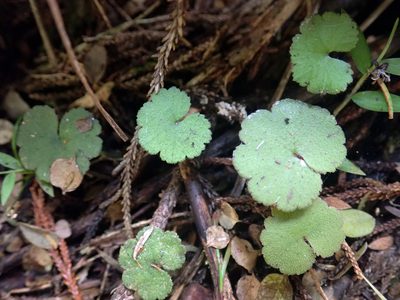 Hydrocotyle robusta, photographed by Peter de Lange