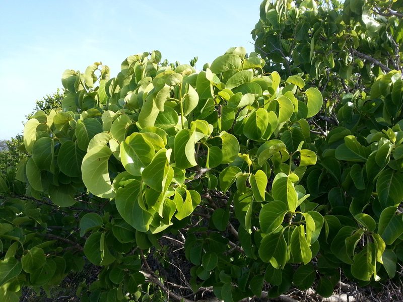 Pisonia subcordata, photographed by Steven Bachman