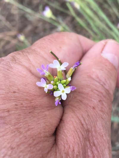 Boechera austromontana, photographed by lejones417