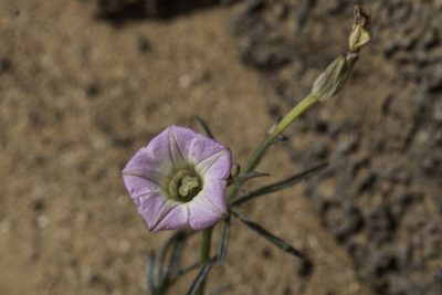 Ipomoea costellata, photographed by Craig Martin