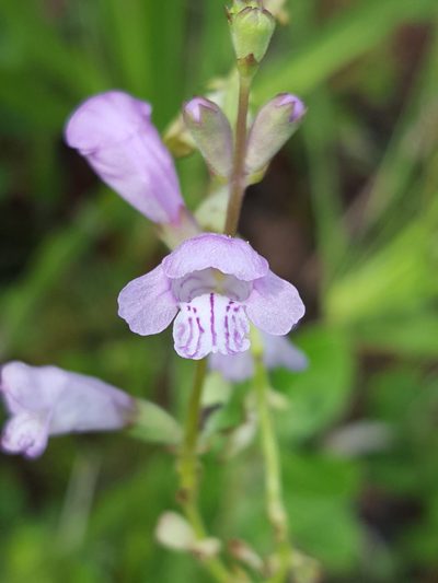 Physostegia purpurea, photographed by Alex Abair