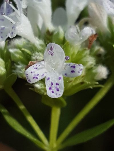 Pycnanthemum nudum, photographed by Alex Abair