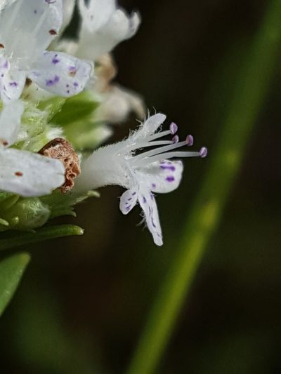 Pycnanthemum nudum, photographed by Alex Abair