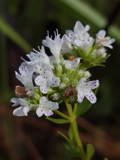Pycnanthemum nudum, photographed by Alex Abair