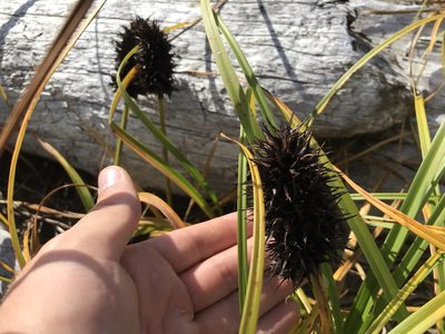 Carex macrocephala, photographed by Caleb Catto