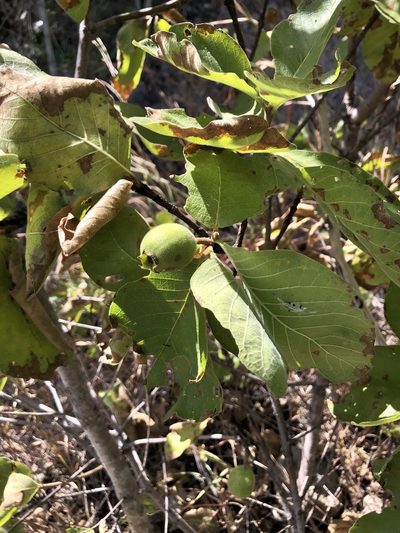 Larsenaikia ochreata, photographed by elawrey