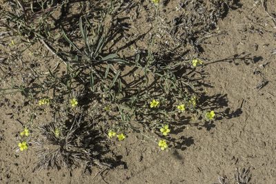Physaria rectipes, photographed by Craig Martin
