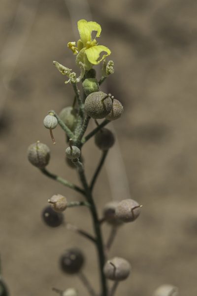 Physaria rectipes, photographed by Craig Martin