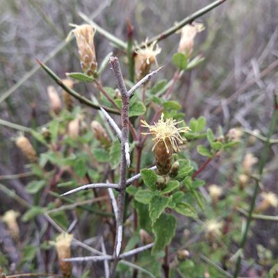 Brickellia veronicaefolia, photographed by Bodo Nuñez Oberg