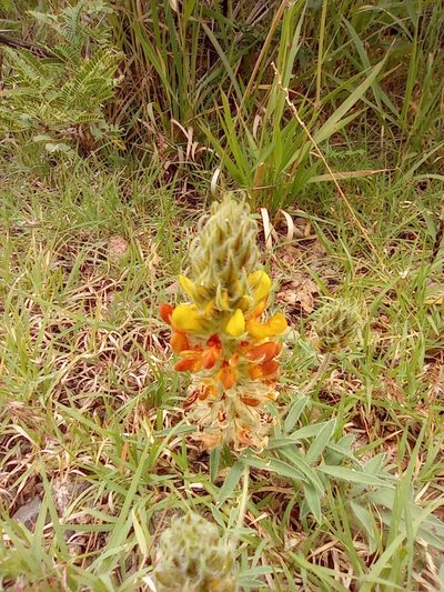Dalea prostrata, photographed by Adabelle