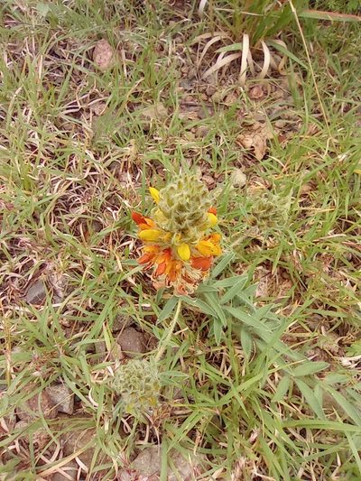 Dalea prostrata, photographed by Adabelle