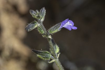 Salvia subincisa, photographed by Craig Martin