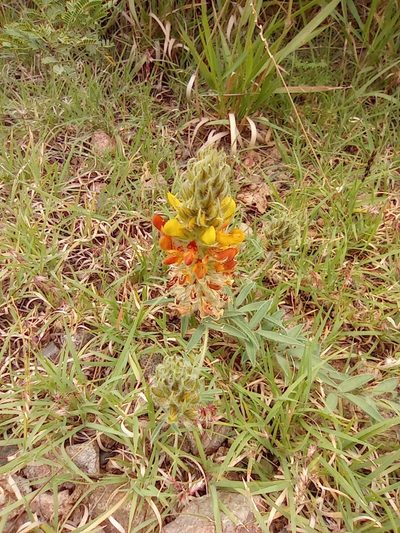 Dalea prostrata, photographed by Adabelle