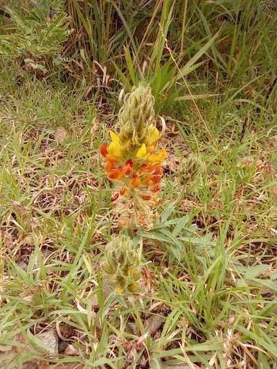 Dalea prostrata, photographed by Adabelle