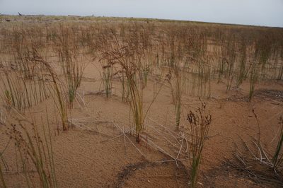 Juncus balticus, photographed by Henggang Cui