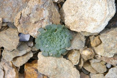 Moschopsis rosulata, photographed by María Regina Silva