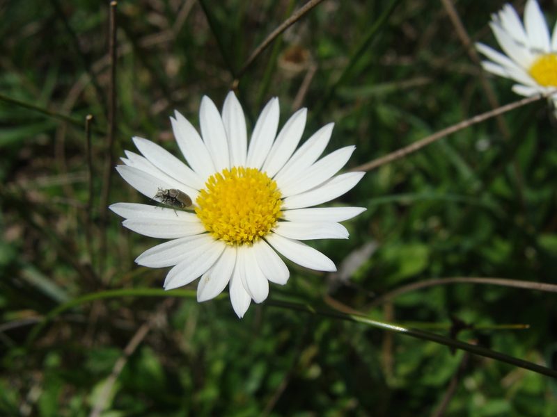 Astranthium orthopodum, photographed by Alexis López Hernández