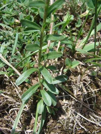 Astranthium orthopodum, photographed by Alexis López Hernández