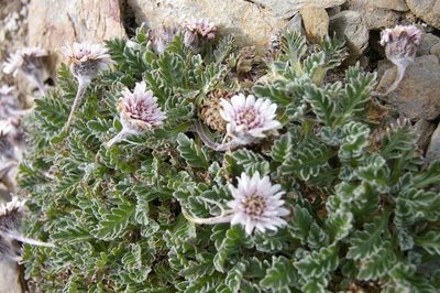 Leucheria hahnii, photographed by María Regina Silva