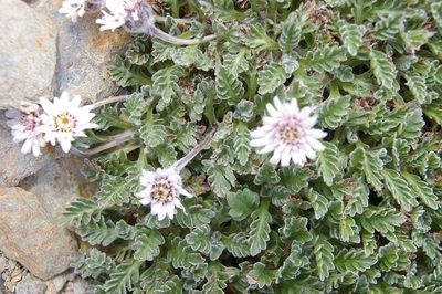 Leucheria hahnii, photographed by María Regina Silva