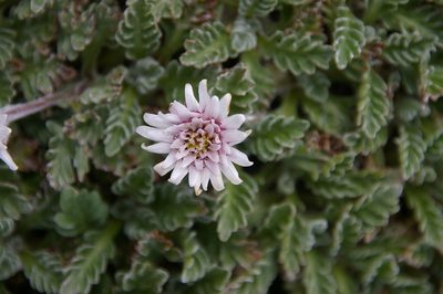 Leucheria hahnii, photographed by María Regina Silva
