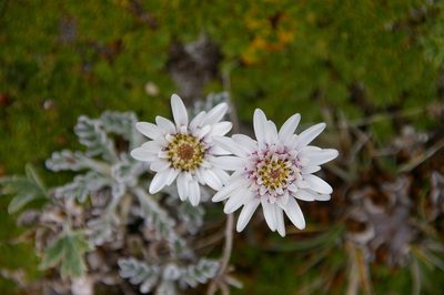 Leucheria hahnii, photographed by María Regina Silva