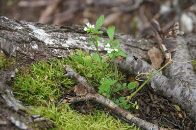 Cardamine glacialis, photographed by María Regina Silva