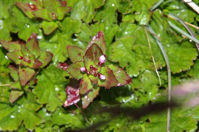 Epilobium australe, photographed by María Regina Silva