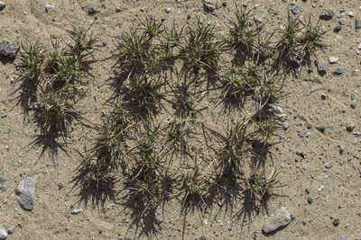 Munroa squarrosa, photographed by Craig Martin