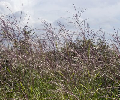 Miscanthus sacchariflorus, photographed by aarongunnar