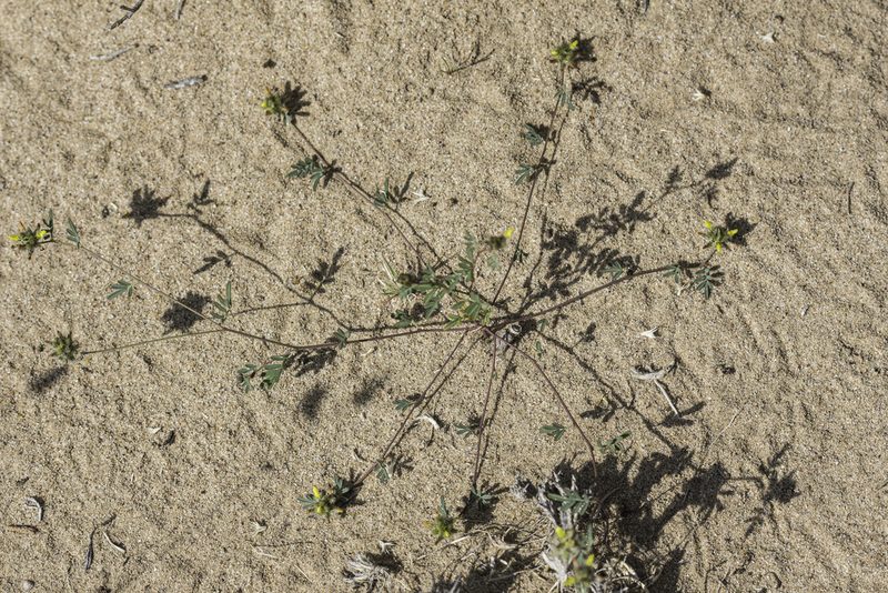 Dalea brachystachya, photographed by Craig Martin