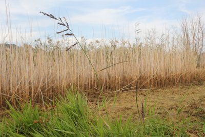 Echinochloa muricata, photographed by Quinten Wiegersma