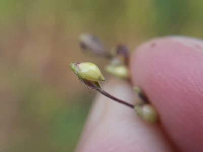 Echinochloa muricata, photographed by Quinten Wiegersma