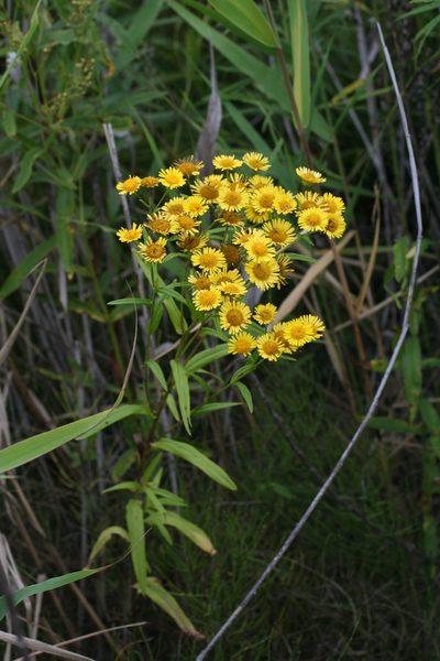 Inula linariifolia, photographed by Oleg Kosterin