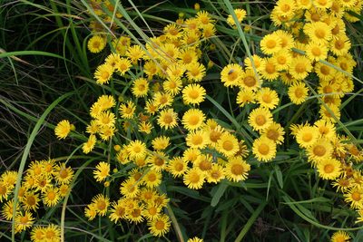 Inula linariifolia, photographed by Oleg Kosterin