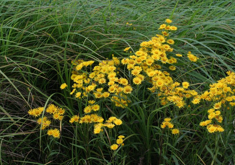 Inula linariifolia, photographed by Oleg Kosterin