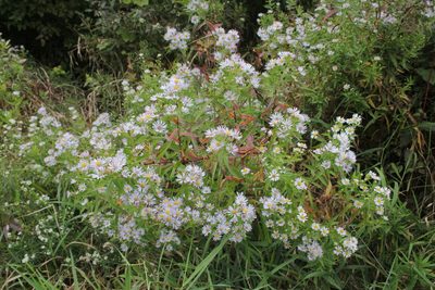 Symphyotrichum firmum, photographed by Quinten Wiegersma