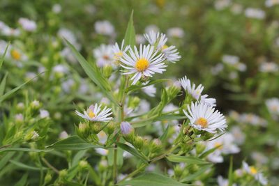Symphyotrichum firmum, photographed by Quinten Wiegersma