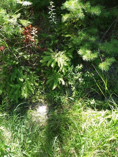 Adiantum viridimontanum, photographed by Chris Hoess